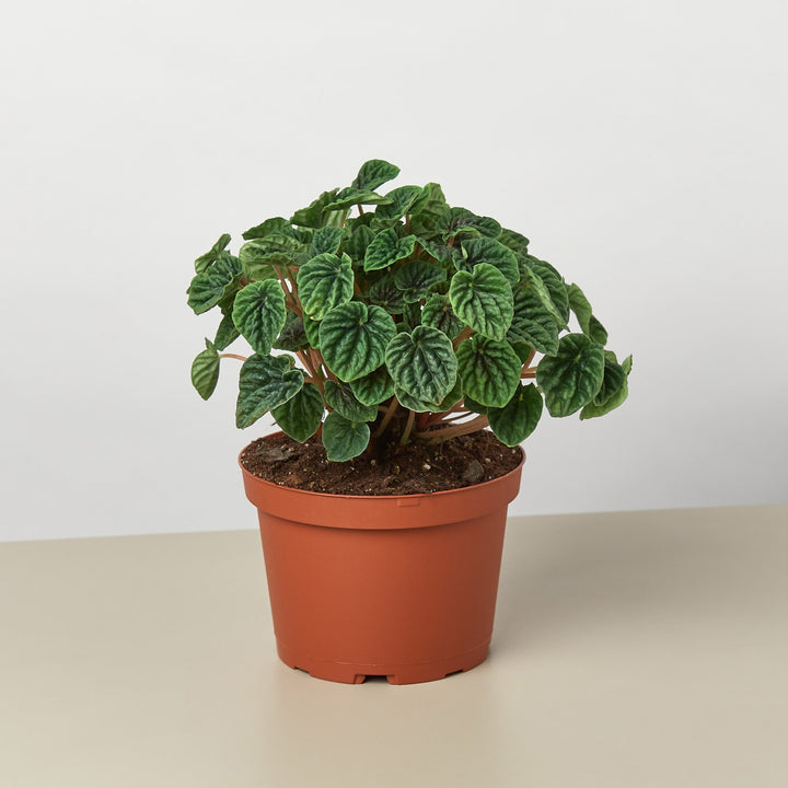 Peperomia &