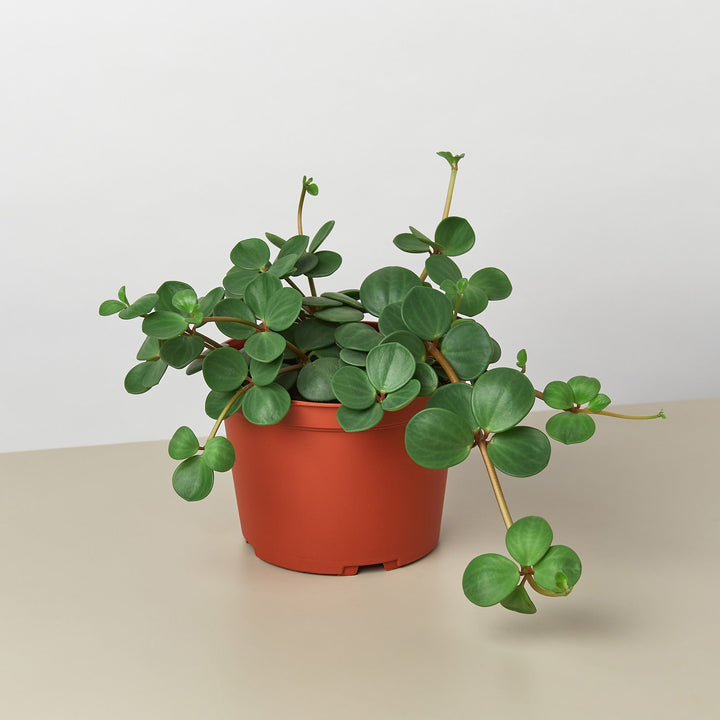 Peperomia &