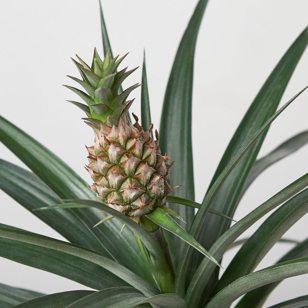 Bromeliad &