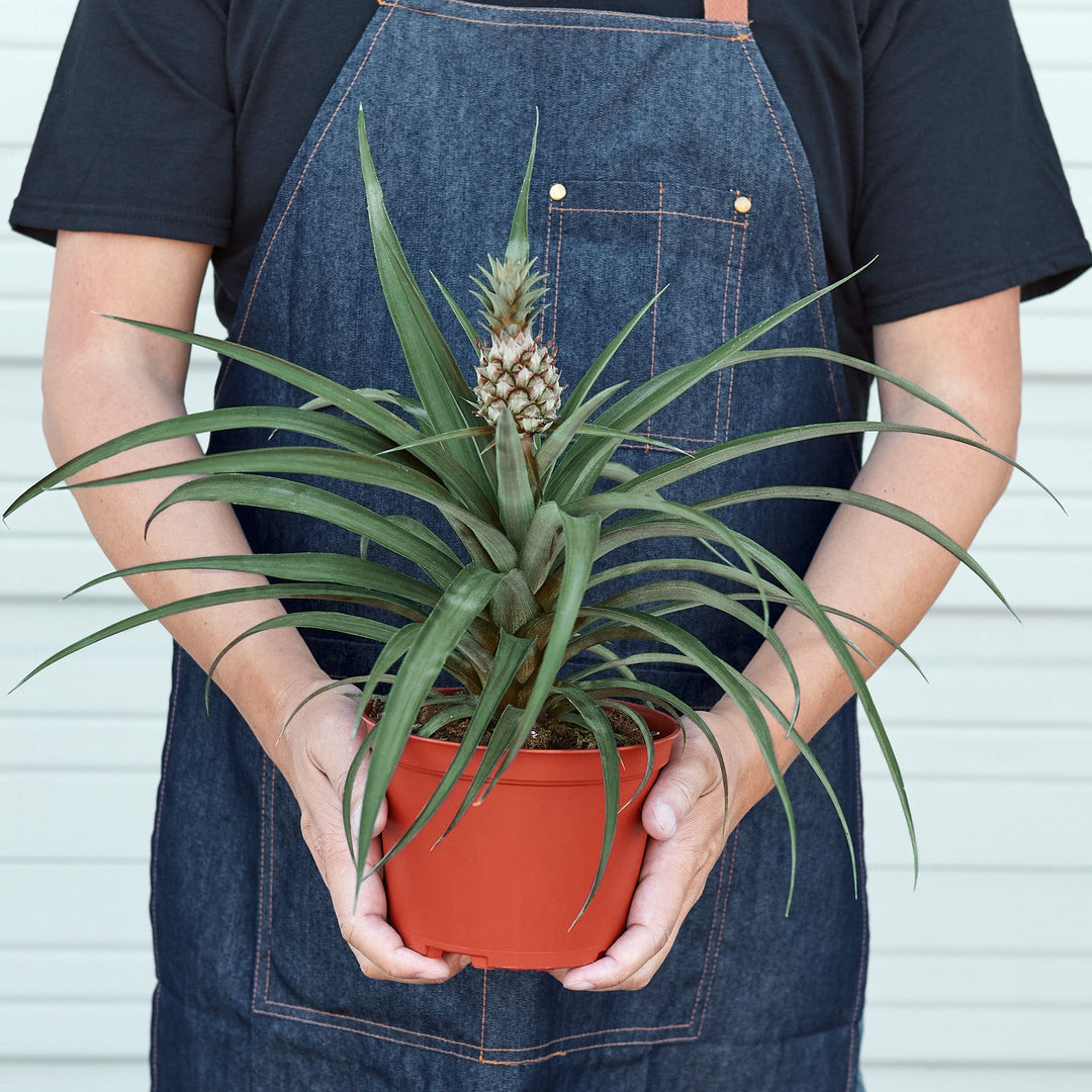 Bromeliad &