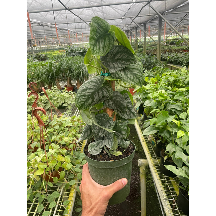 Monstera &