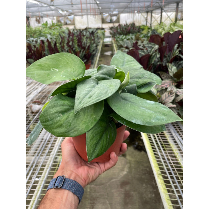 Pothos Jade Satin