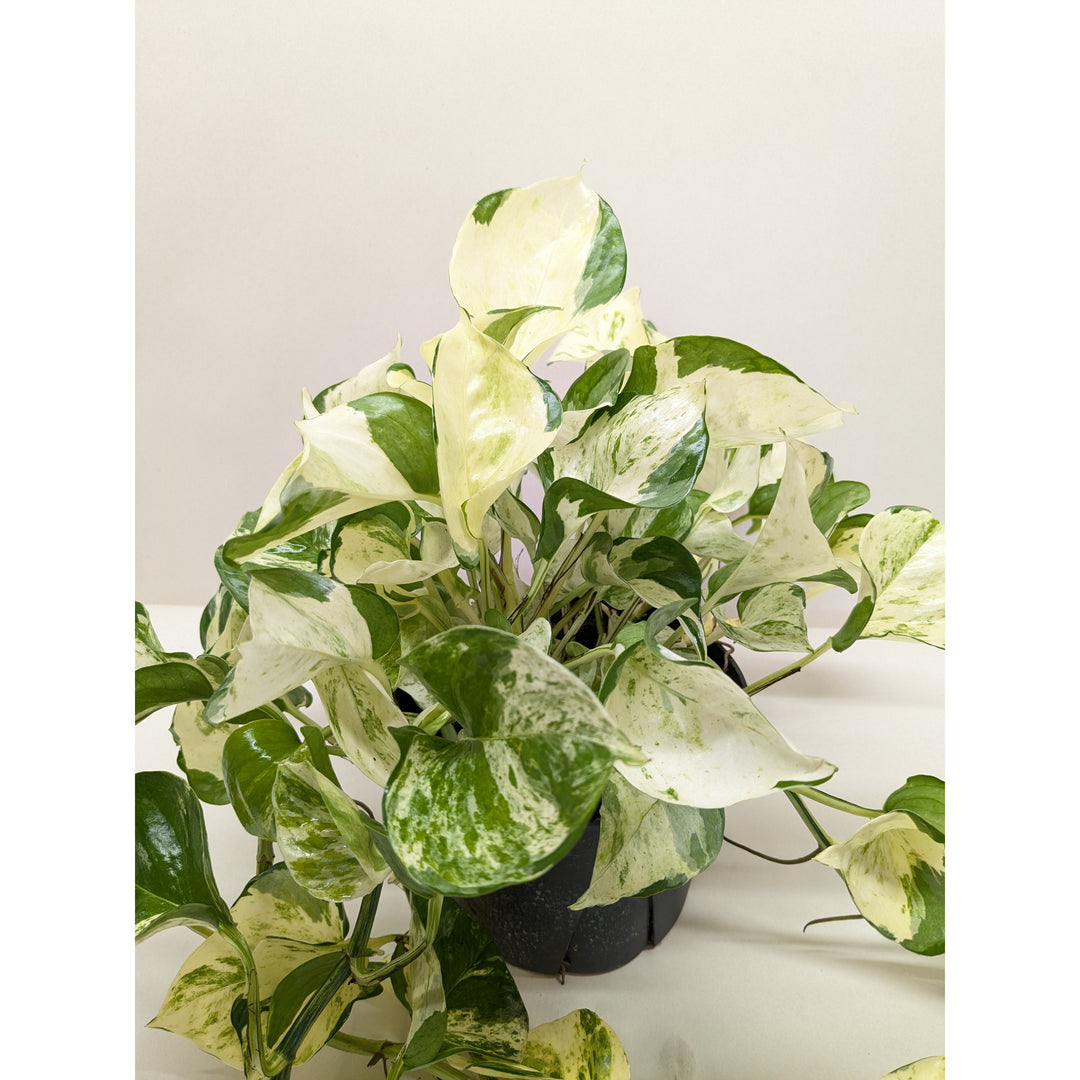 Pothos &