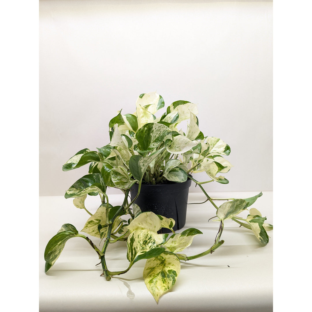 Pothos &