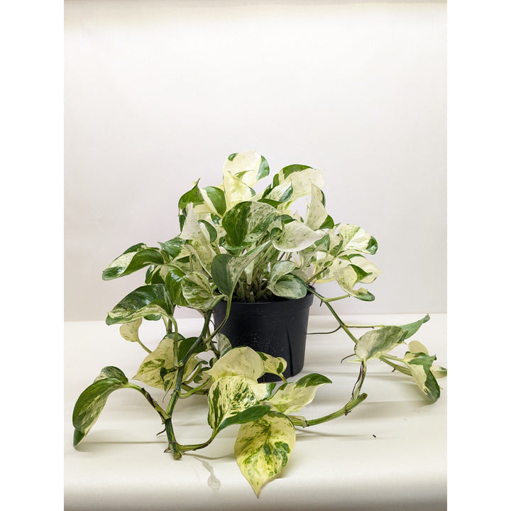 Pothos &