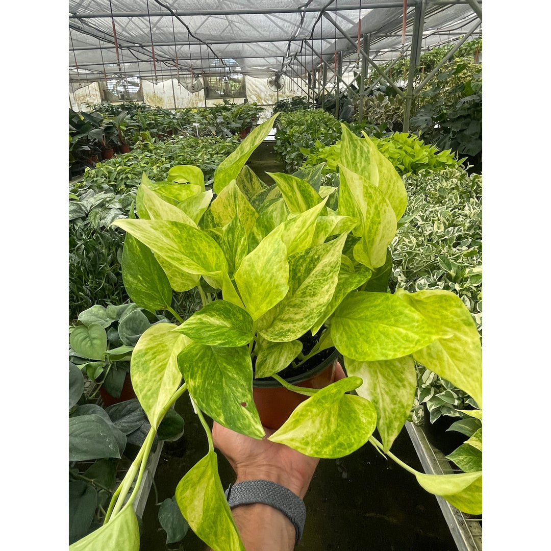 Pothos &