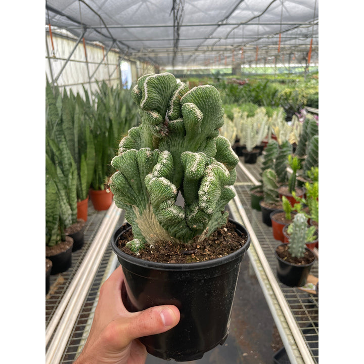 Succulent Cereus Coral Green