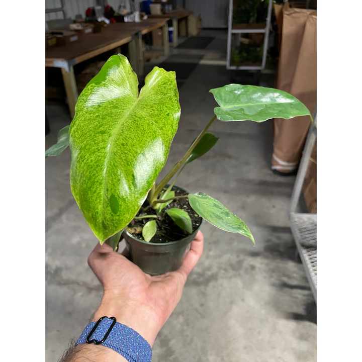 Philodendron &