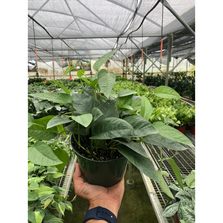 Pothos &