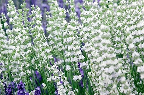 Live Alba Lavender Plant (Lavandula angustifolia)