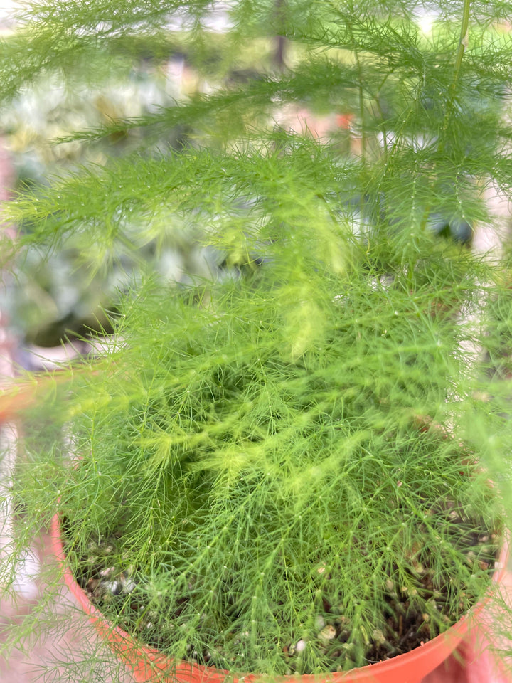 Fern &