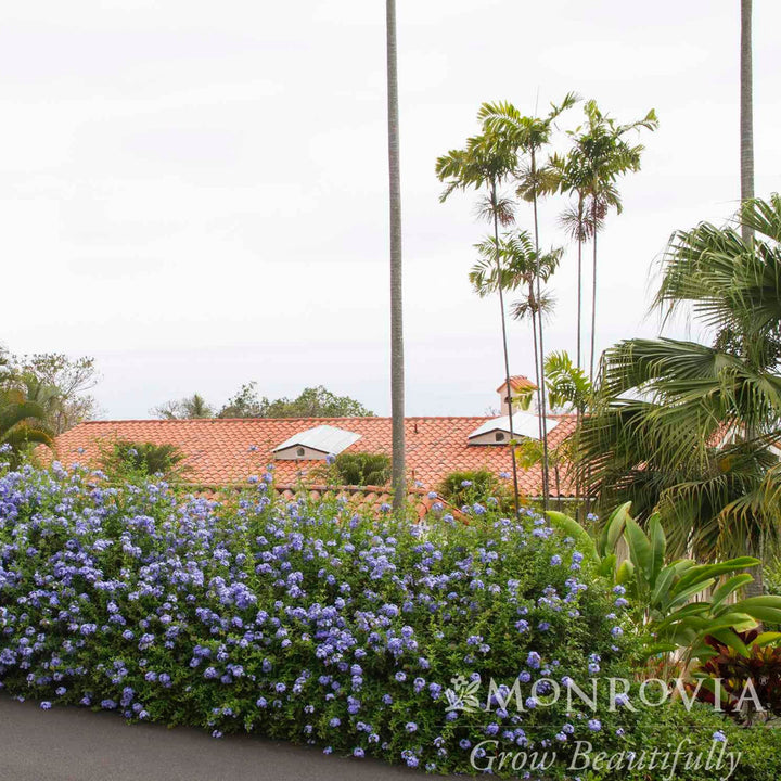 Royal Cape® Plumbago