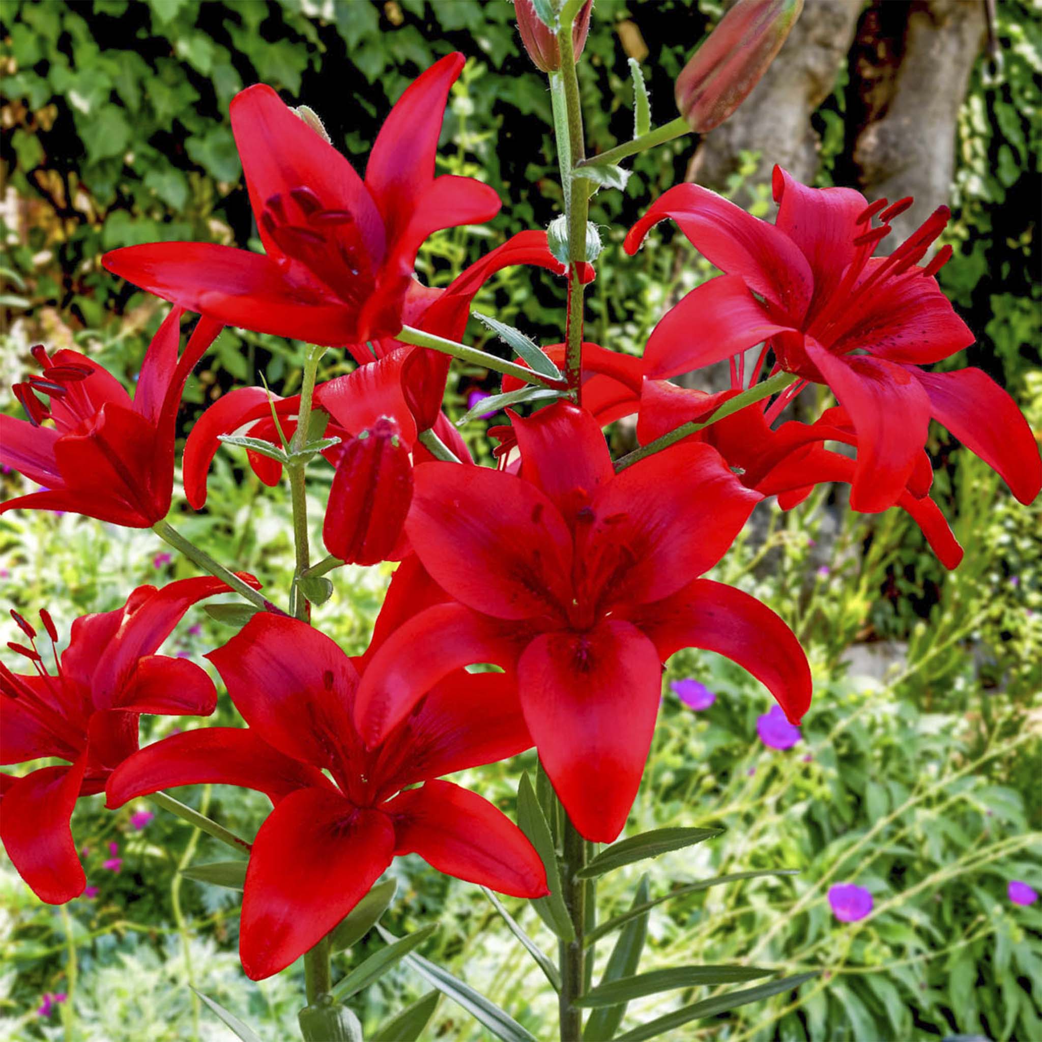 Red Highland Asiatic Lily Bulbs