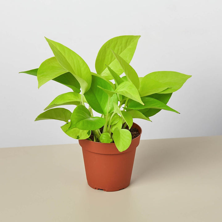 Pothos &