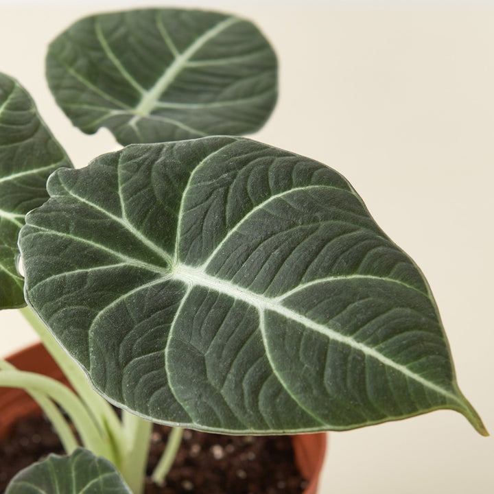 Alocasia Reginula &