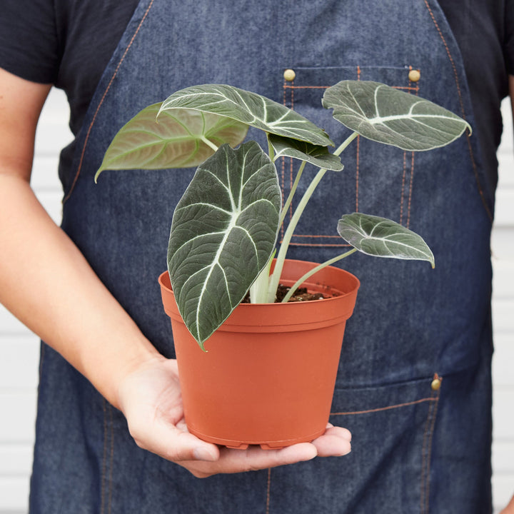 Alocasia Reginula &