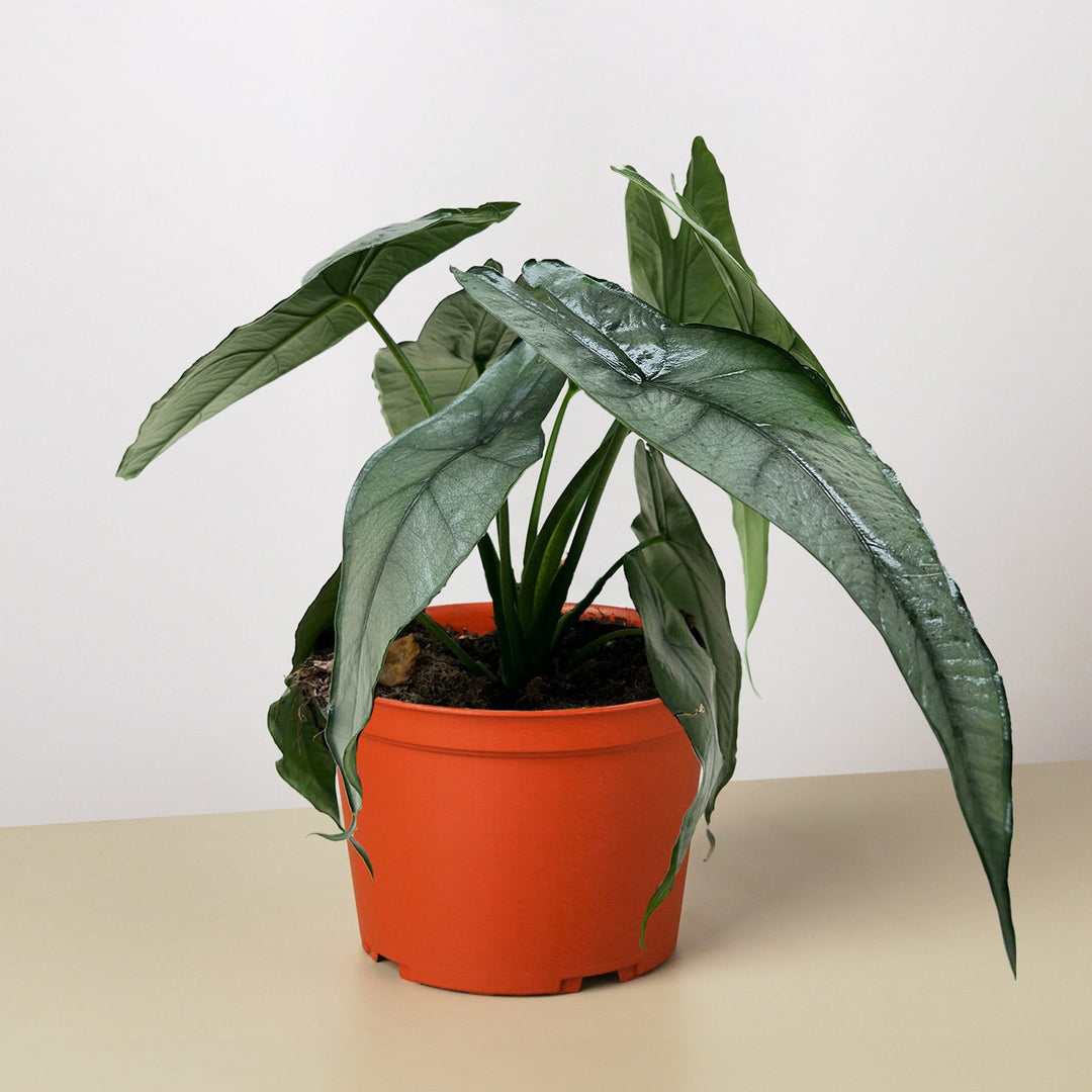 Alocasia &
