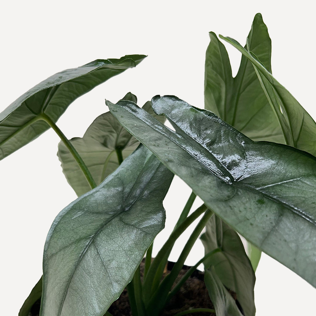 Alocasia &