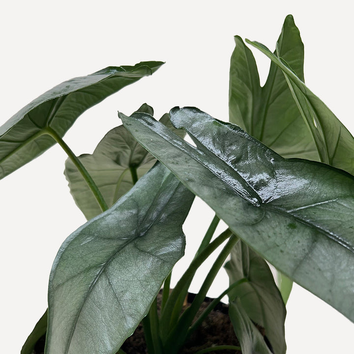 Alocasia &