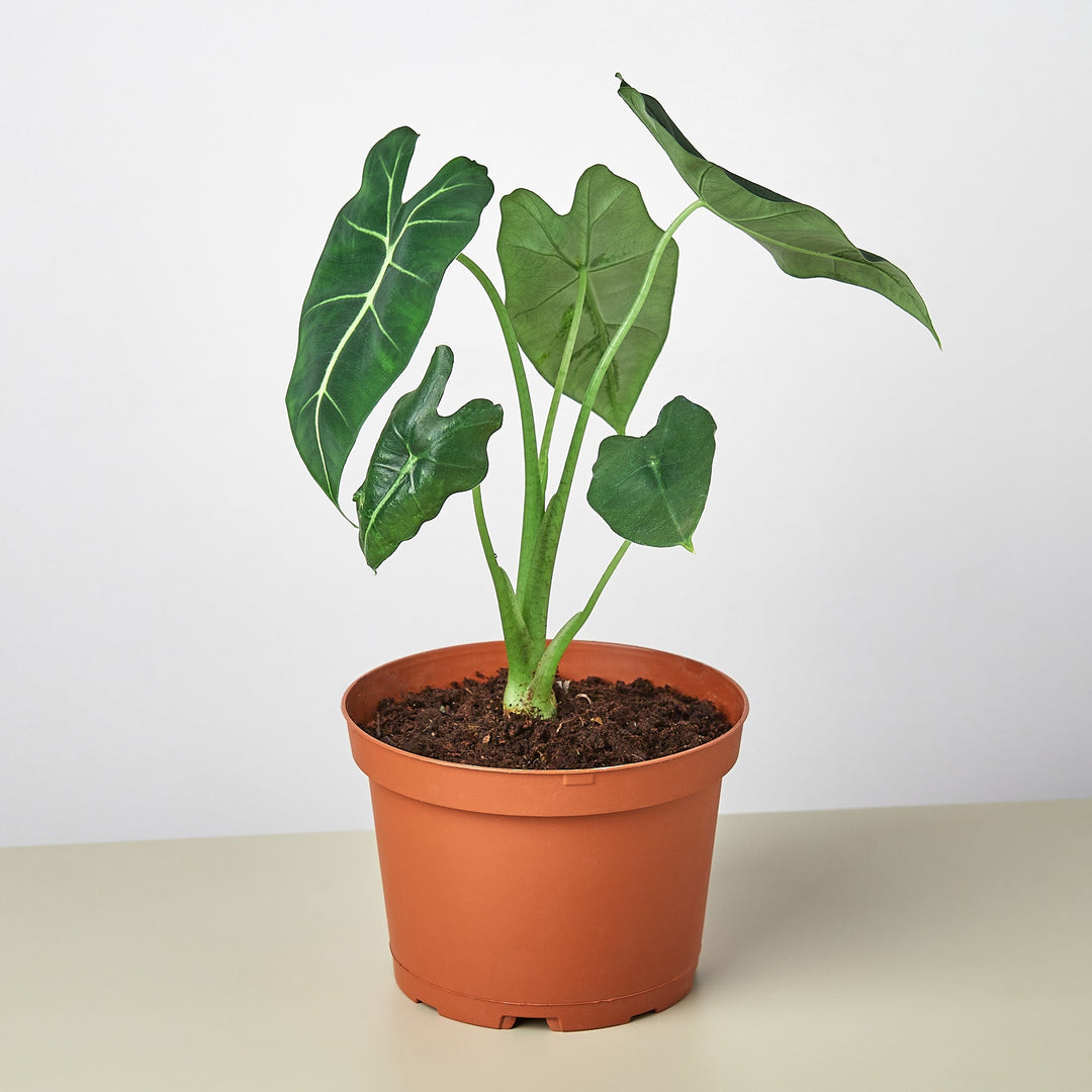 Alocasia Micholitziana &