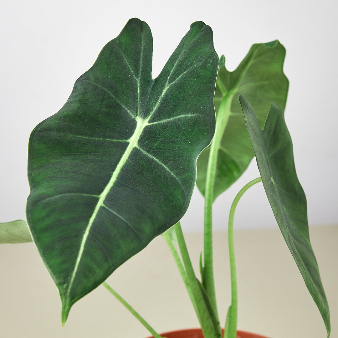 Alocasia Micholitziana &