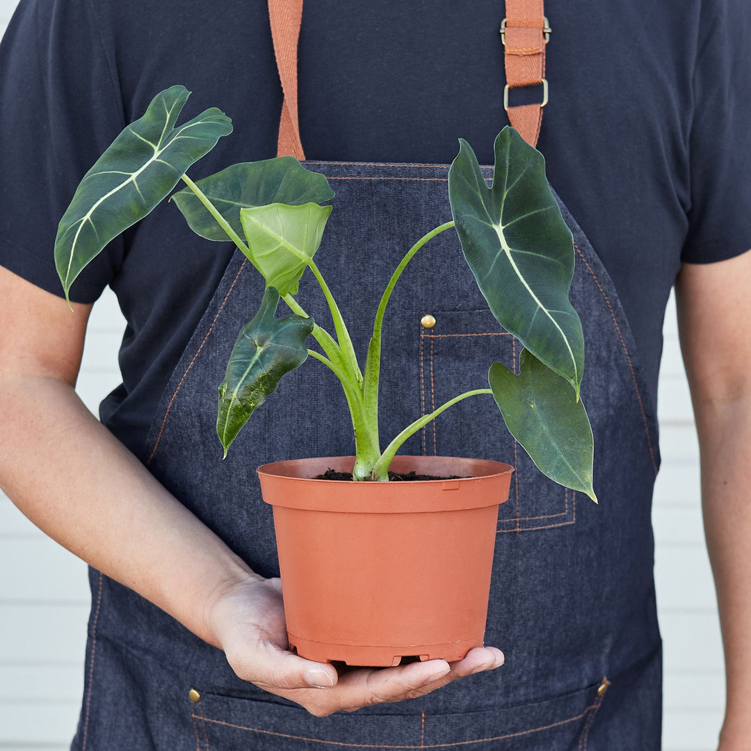Alocasia Micholitziana &