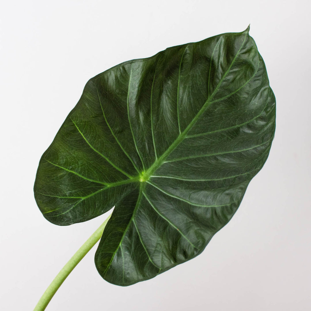 Alocasia &