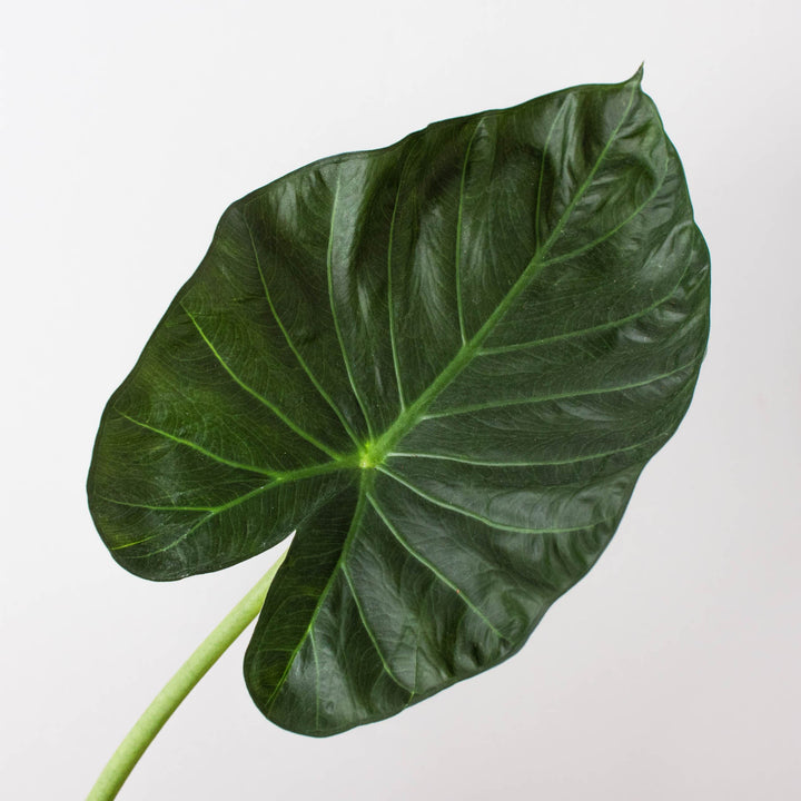 Alocasia &