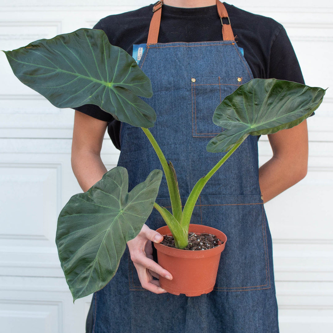 Alocasia &