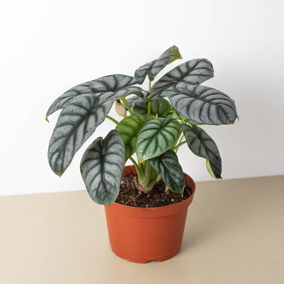 Alocasia &