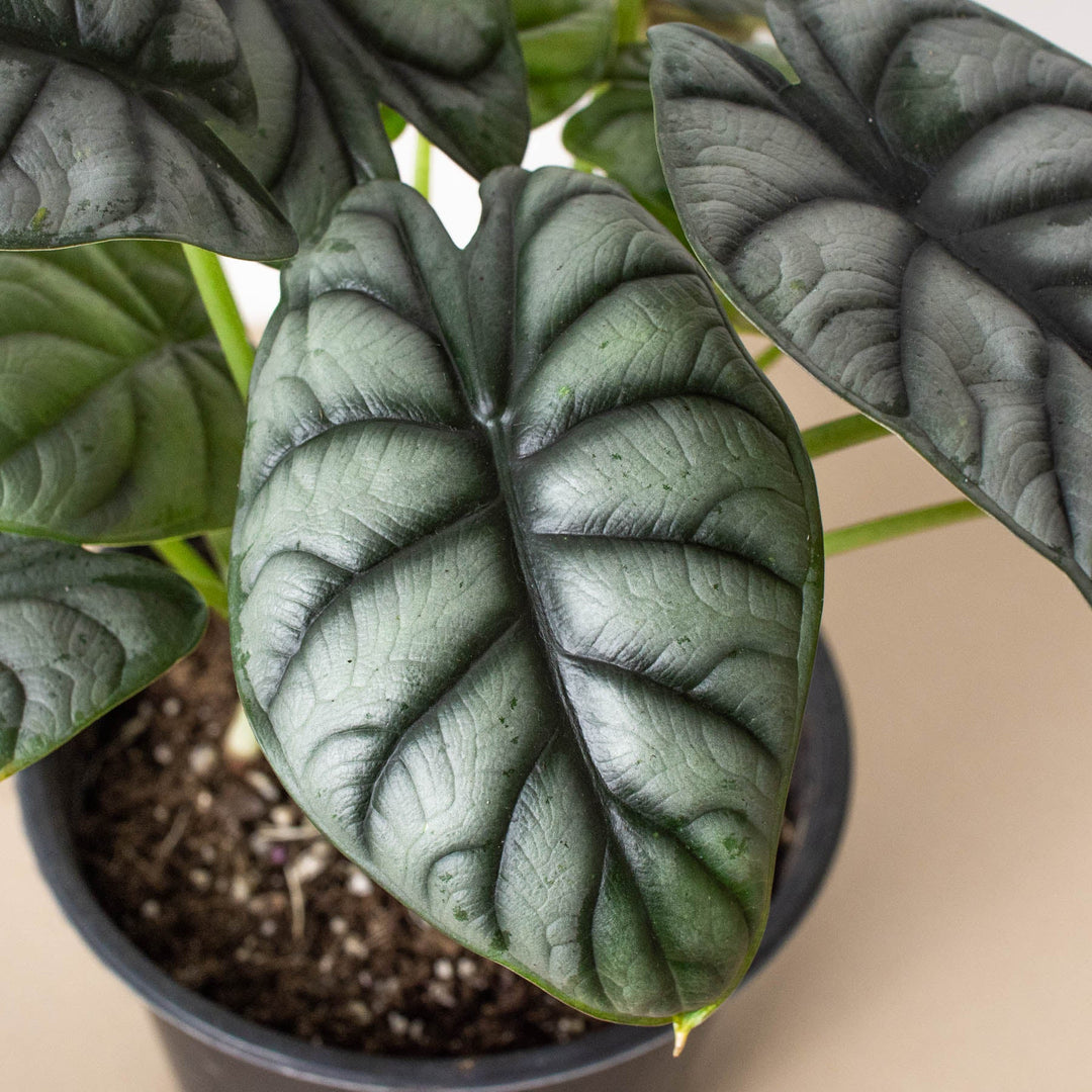 Alocasia &