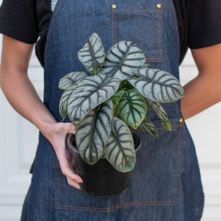 Alocasia &
