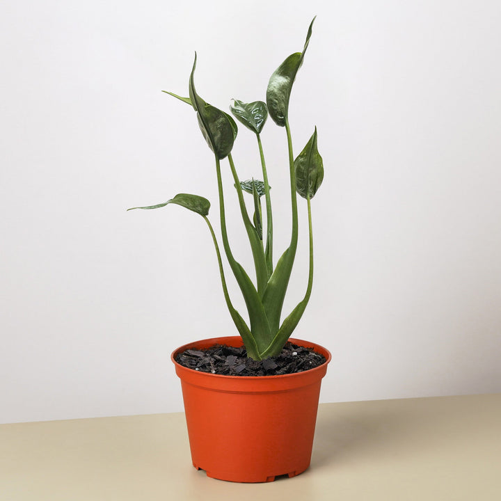 Alocasia &