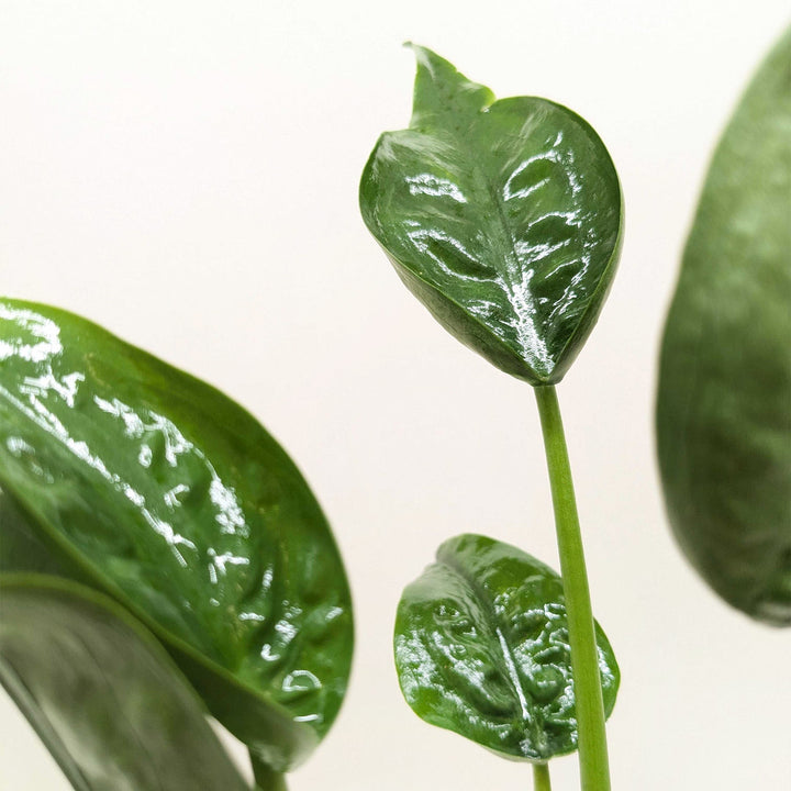 Alocasia &