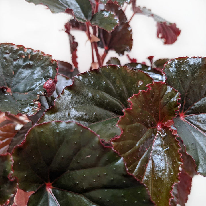 Begonia &
