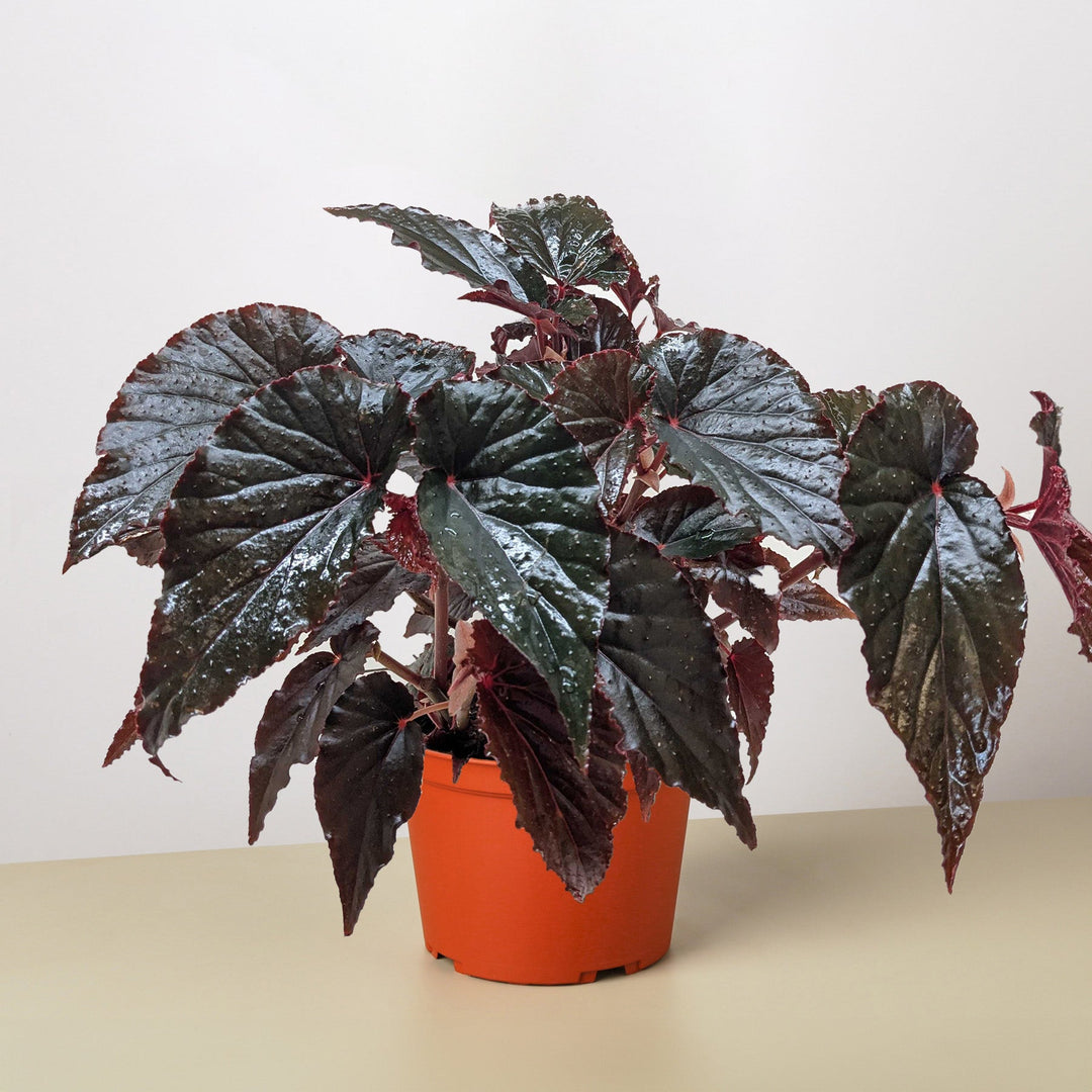 Begonia &