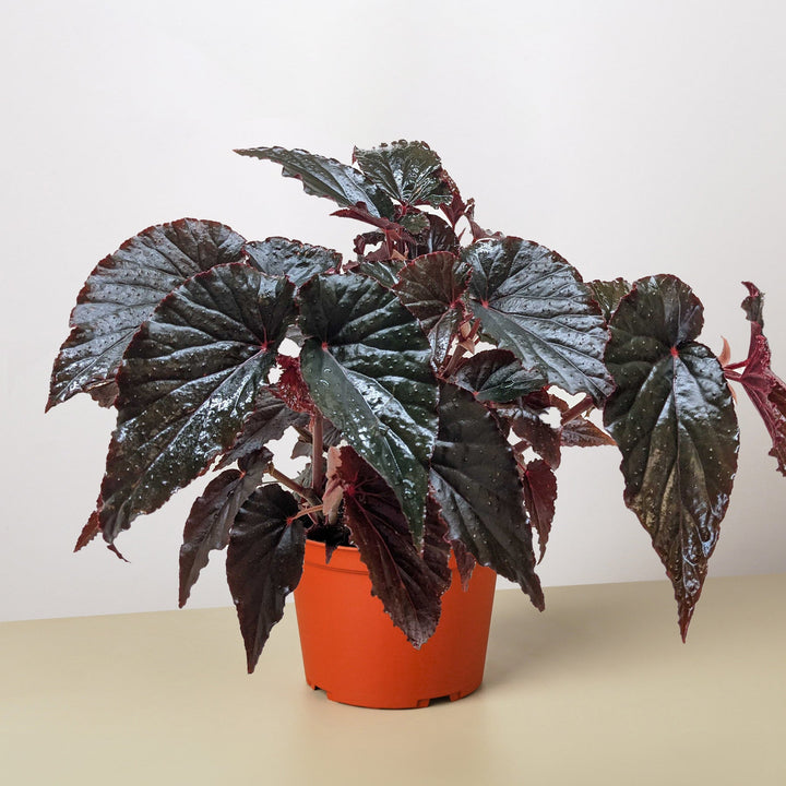 Begonia &