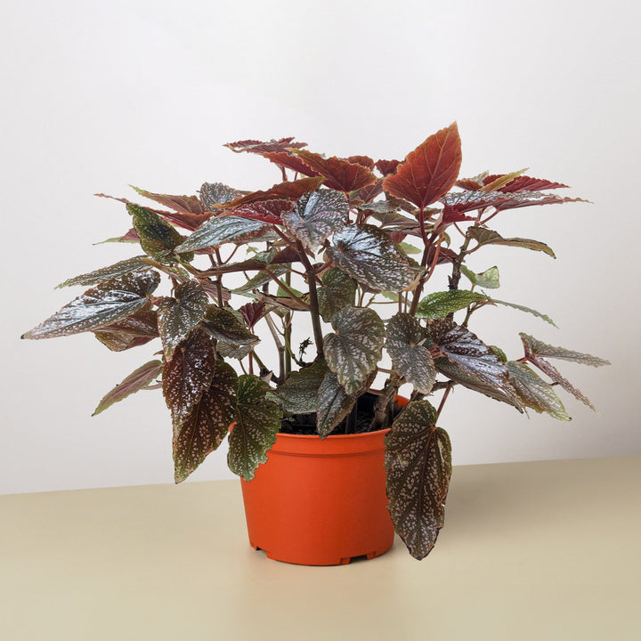 Begonia &