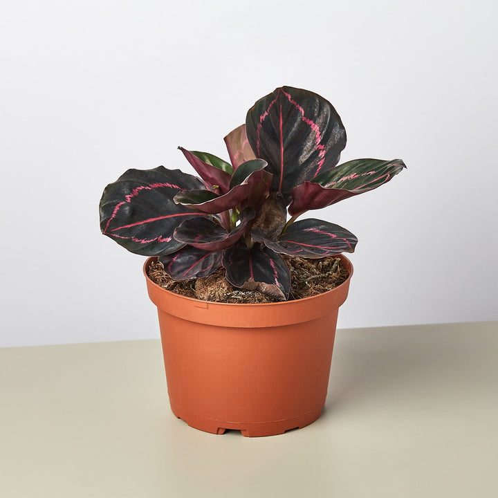 Calathea &