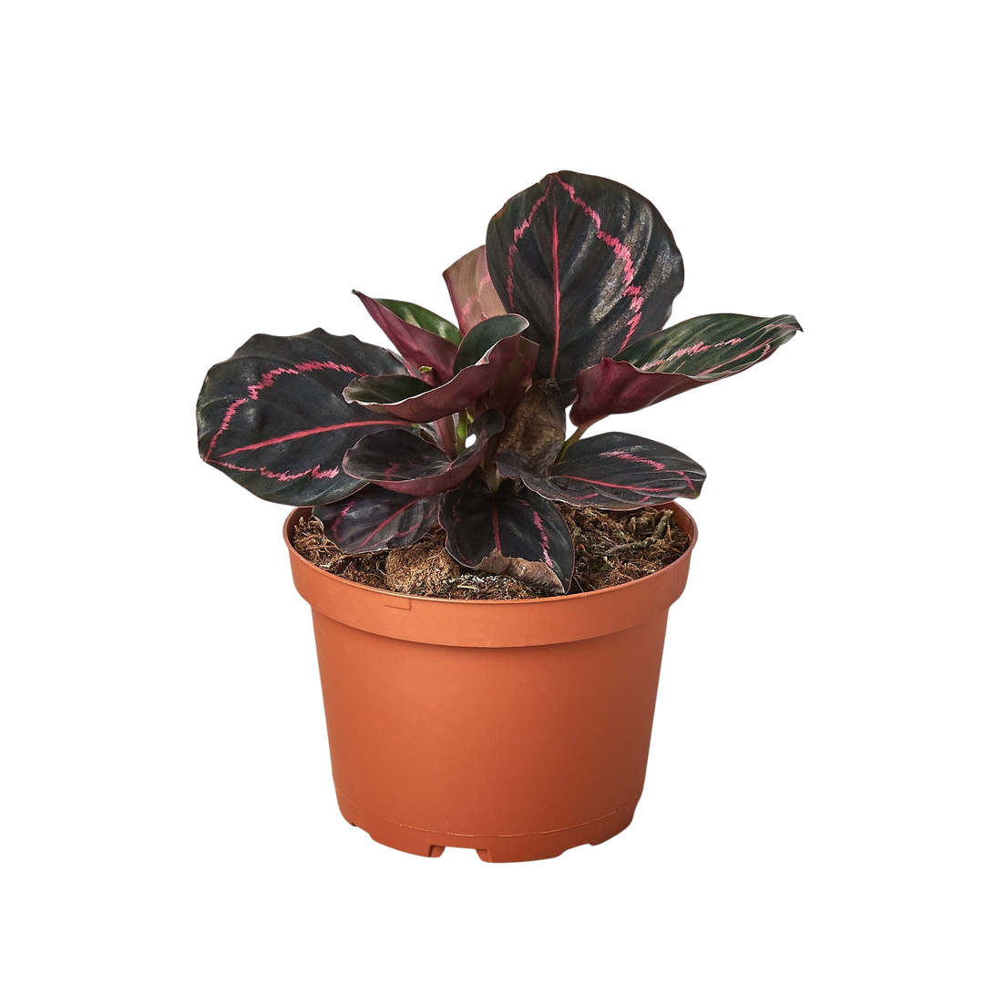 Calathea &