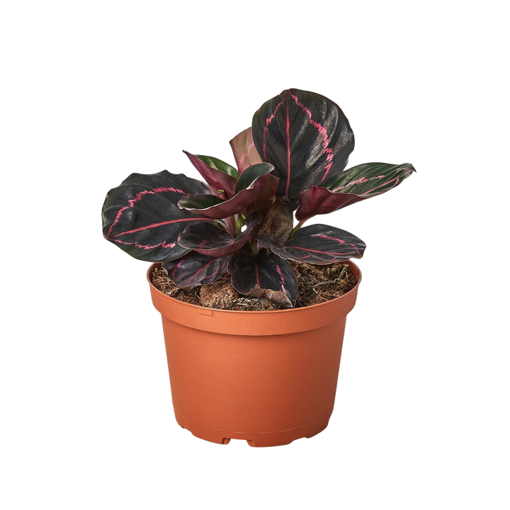 Calathea &