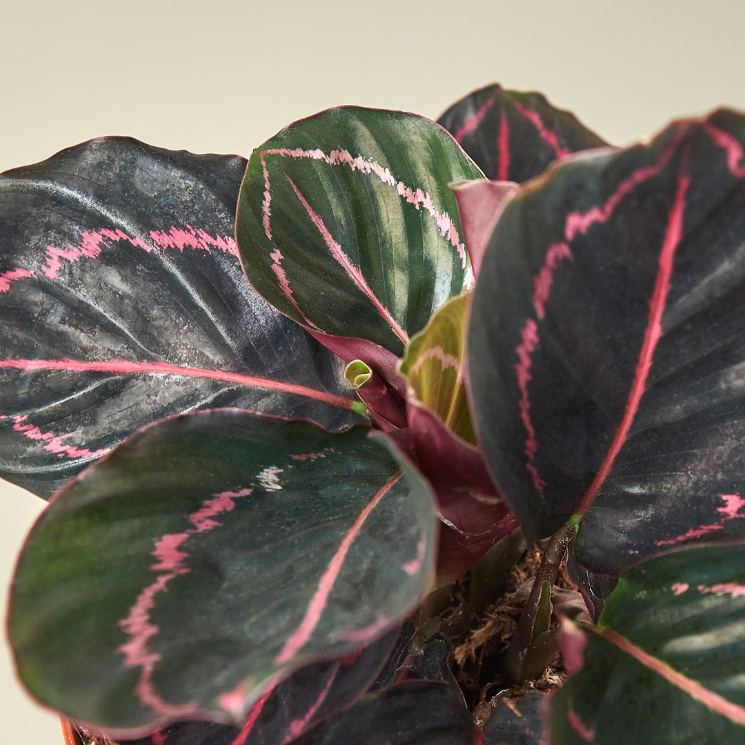 Calathea &