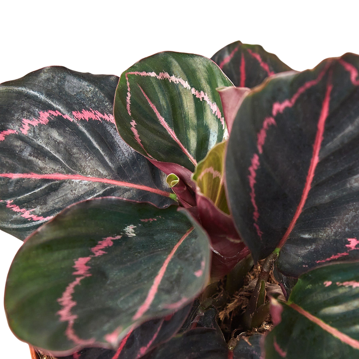 Calathea &