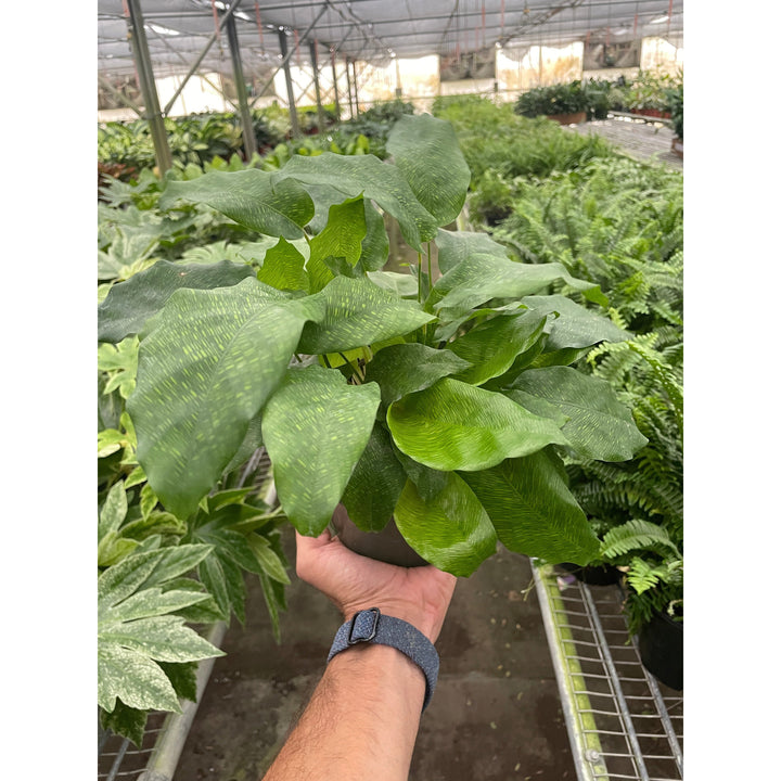 Calathea &