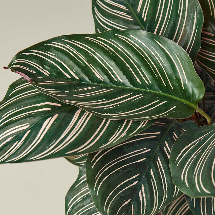 Calathea &
