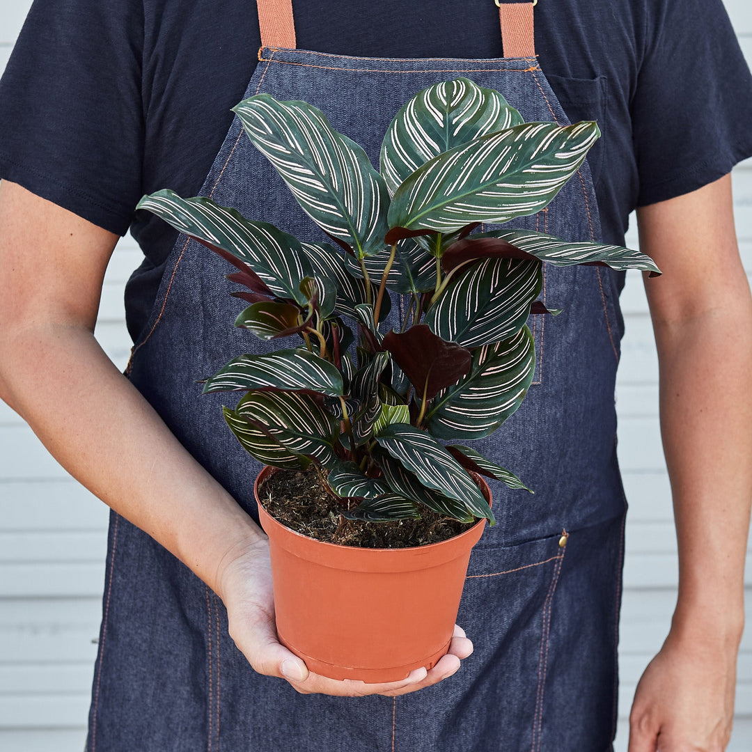 Calathea &