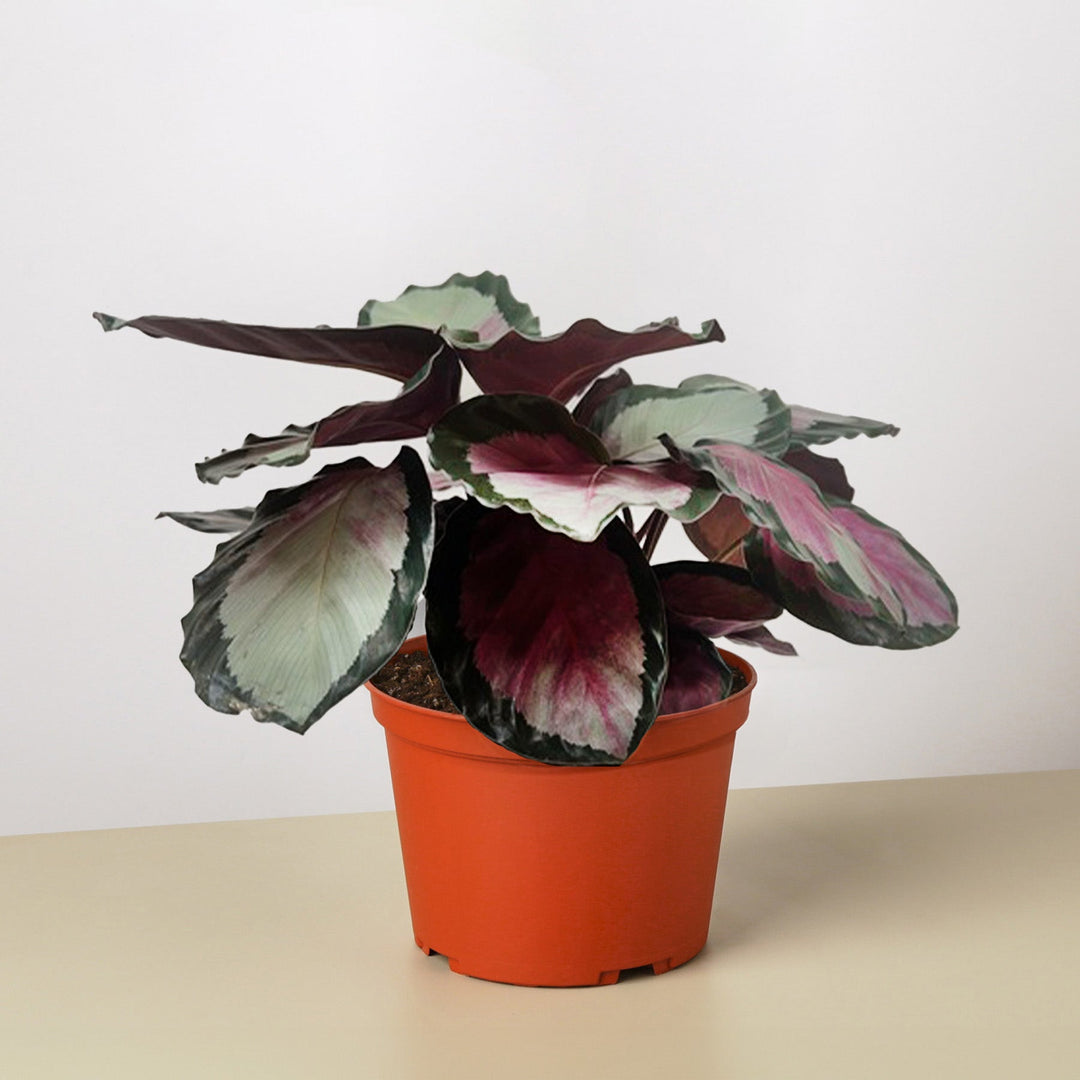 Calathea roseopicta &
