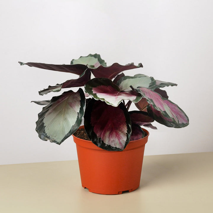 Calathea roseopicta &