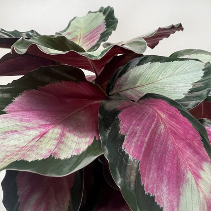 Calathea roseopicta &
