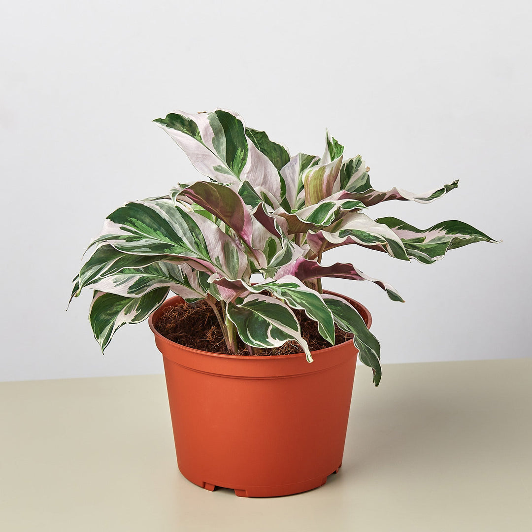 Calathea &